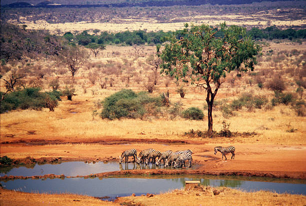 Zebras at Kilaguni waterhole, Tsavo National Park, Kenya