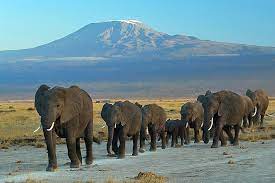 amboseli