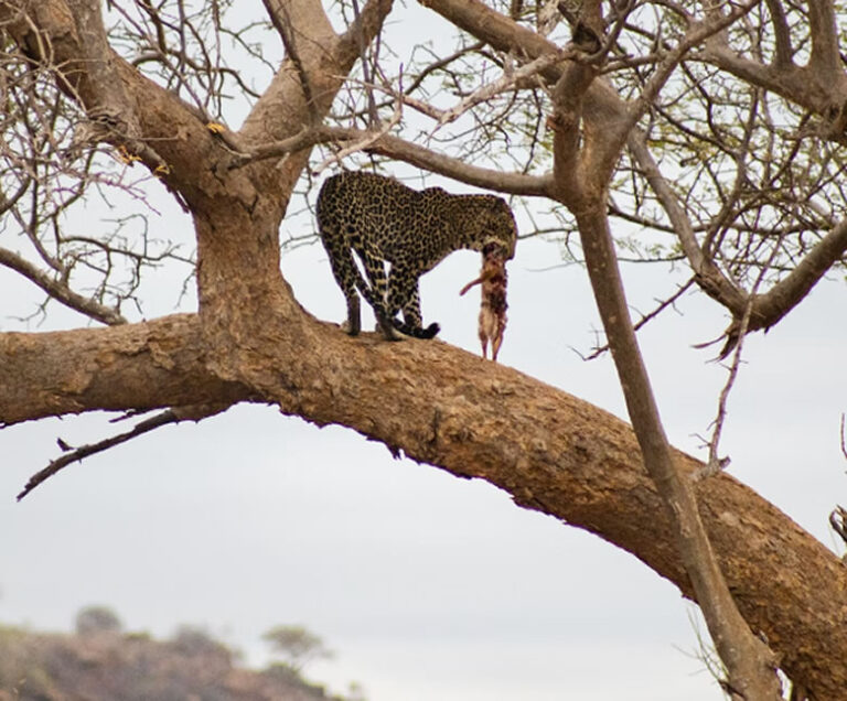 2 Days Safari from Mombasa to Tsavo East and West