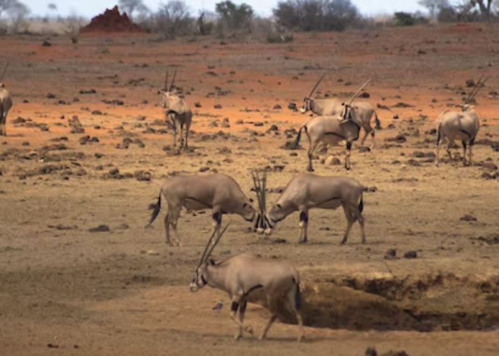 2 Days Safari from Mombasa to Tsavo East and West1