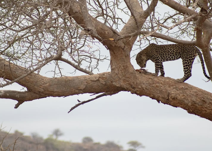 2 Days Safari from Mombasa to Tsavo East and West2