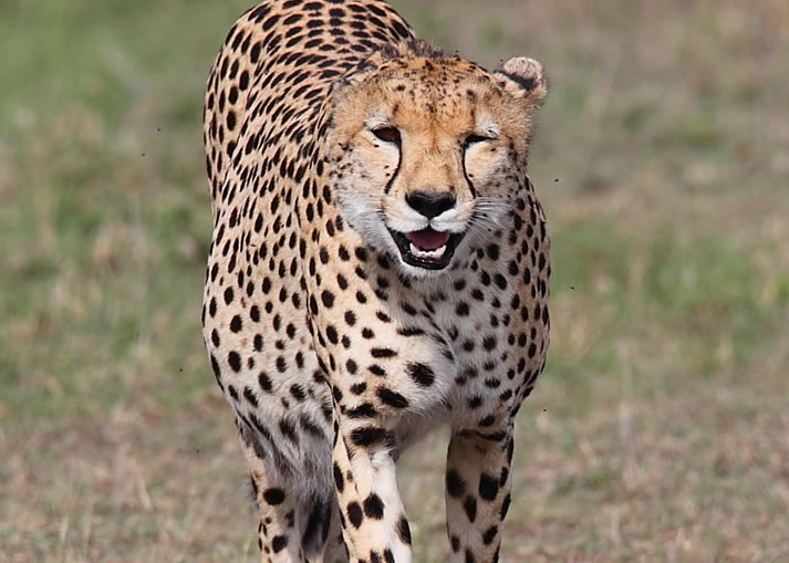 3 Days Kenya Wildlife Safari to Masai Mara National Reserve