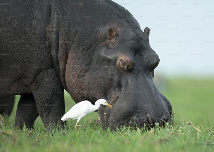 3 Days Kenya Wildlife Safari to Masai Mara National Reserve1