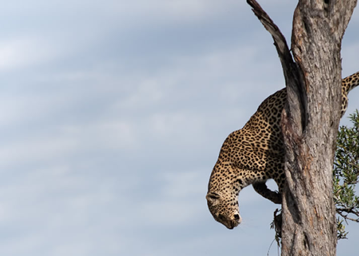 3 Days Kenya Wildlife Safari to Masai Mara National Reserve2