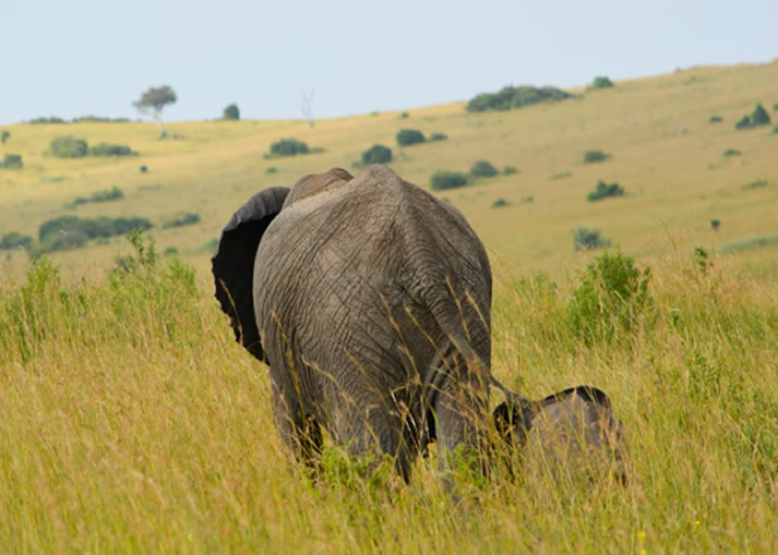 3 Days Kenya Wildlife Safari to Masai Mara National Reserve3