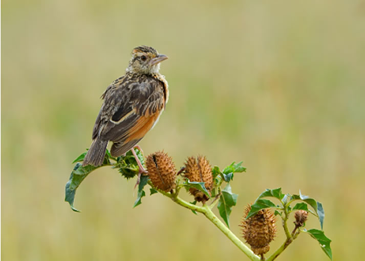 3 Days Kenya Wildlife Safari to Masai Mara National Reserve4