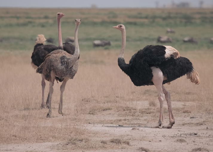 3 Days Tsavo East and Amboseli Safari1