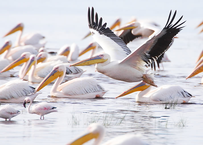 4 Days Kenya Safari - Masai Mara and Lake Nakuru Road Safari from Nairobi