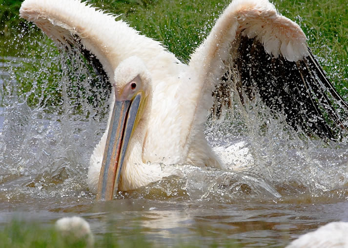 4 Days Kenya Safari - Masai Mara and Lake Nakuru Road Safari from Nairobi1