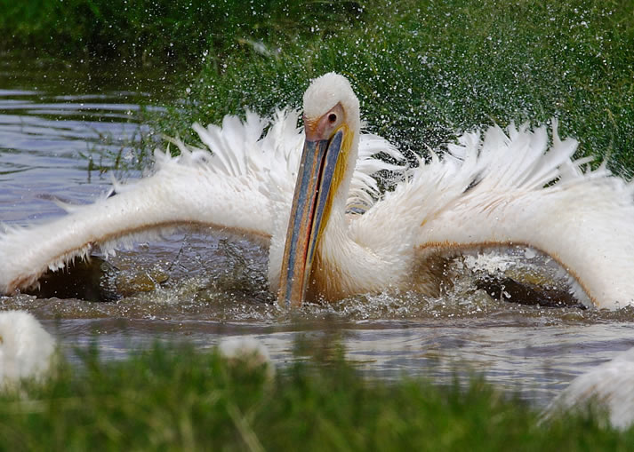 4 Days Kenya Safari - Masai Mara and Lake Nakuru Road Safari from Nairobi3