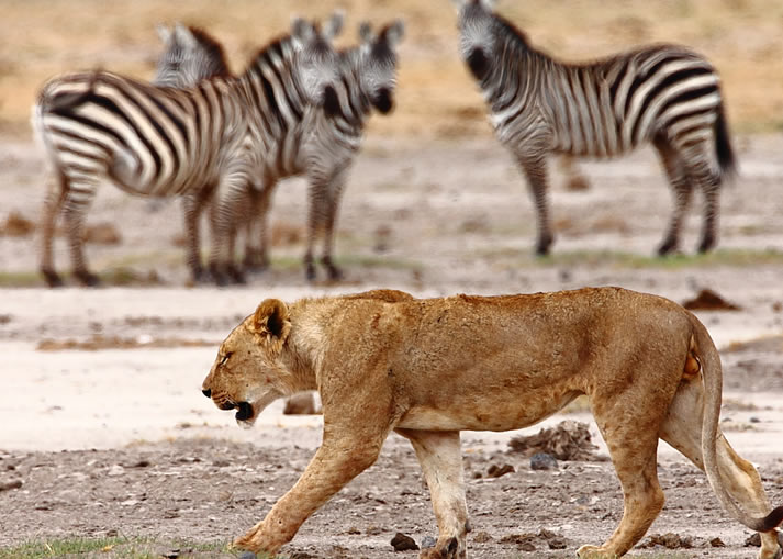 4 Days Nairobi Safari - Amboseli National Park and Masai Mara National