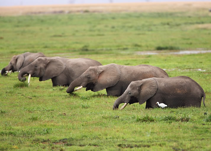 4 Days Nairobi Safari - Amboseli National Park and Masai Mara National1