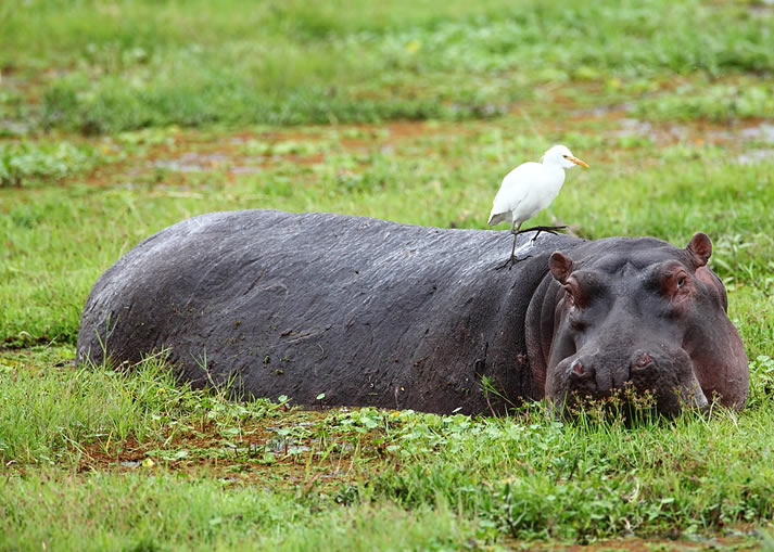 4 Days Nairobi Safari - Amboseli National Park and Masai Mara National2