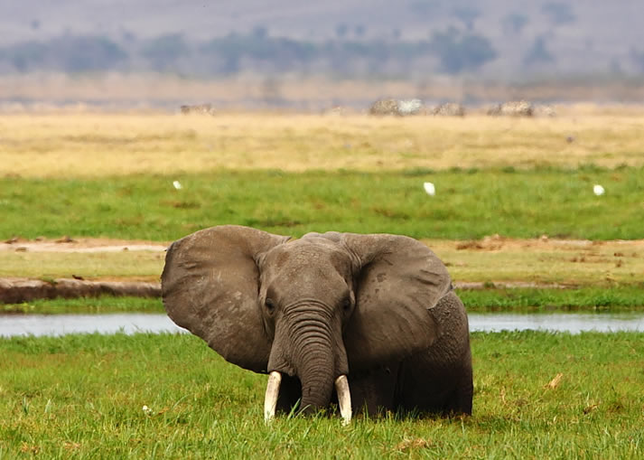 4 Days Nairobi Safari - Amboseli National Park and Masai Mara National3