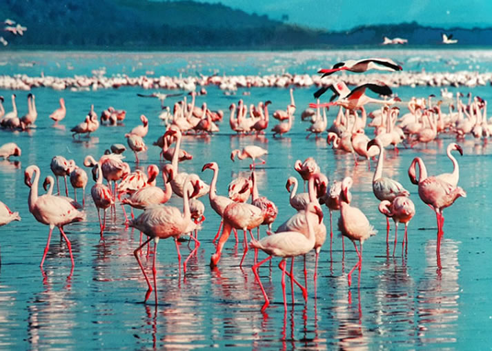 6 Days Masai Mara, Lake Nakuru, Lake Bogoria and Lake Baringo Safari