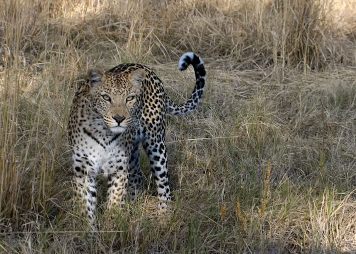 8 Days Great Kenya Safaris