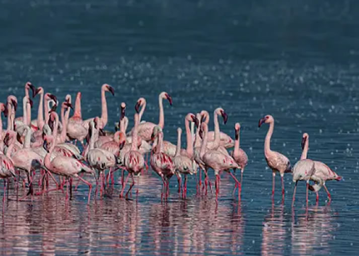 8 Days Great Kenya Safaris1