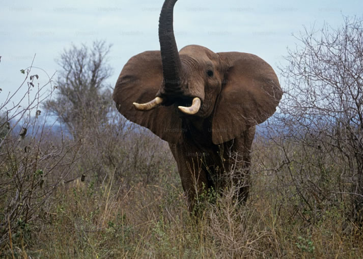 tsavo east national park