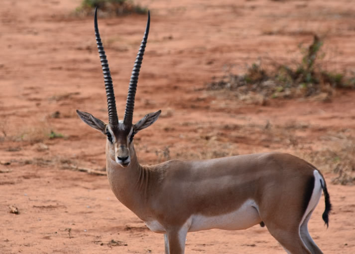 tsavo east national park1