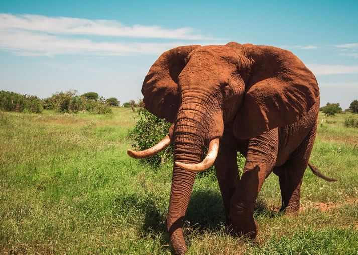 tsavo east national park2