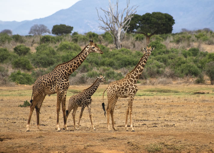 tsavo east national park3