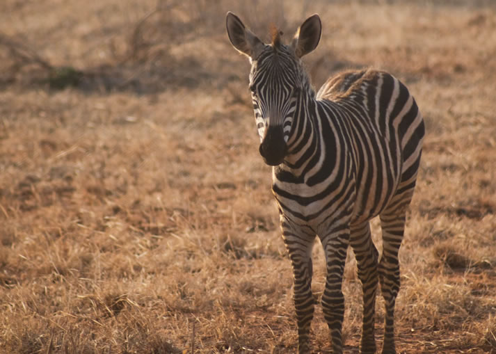 tsavo east national park4